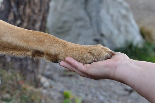 Protect Your Pet’s Paws: An Essential Summer Safety Tip