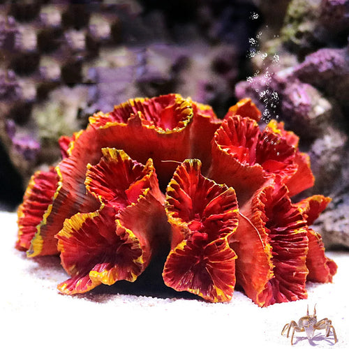 Coral Reef Aquarium Ornaments Landscaping