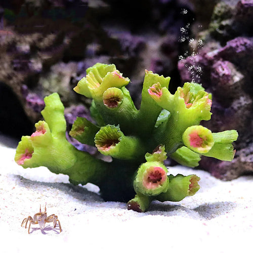 Coral Reef Aquarium Ornaments Landscaping