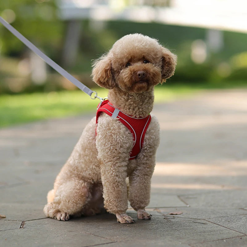 Harness and Leash Set for Small Pet