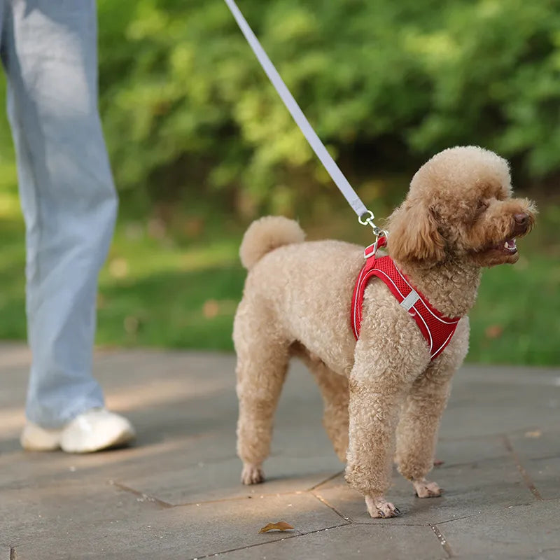 Harness and Leash Set for Small Pet