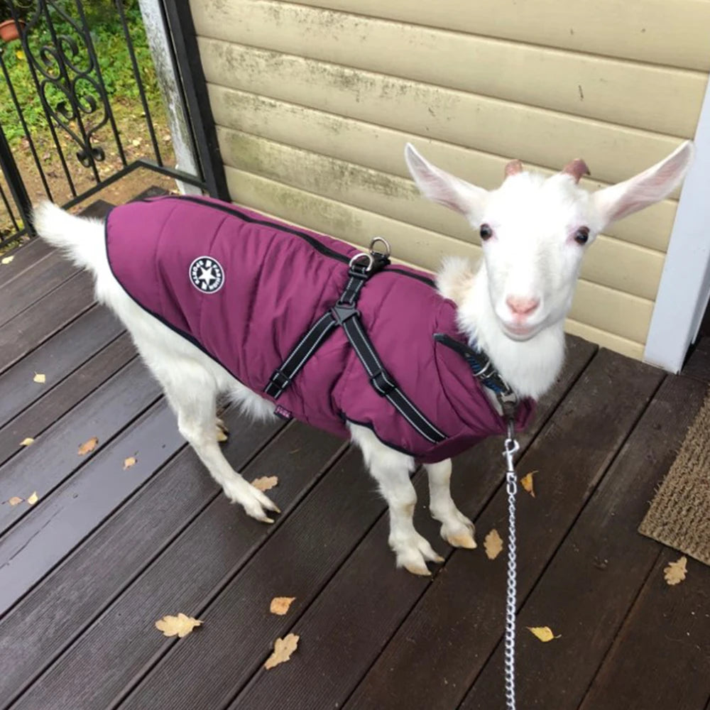 Waterproof Jacket With Harness