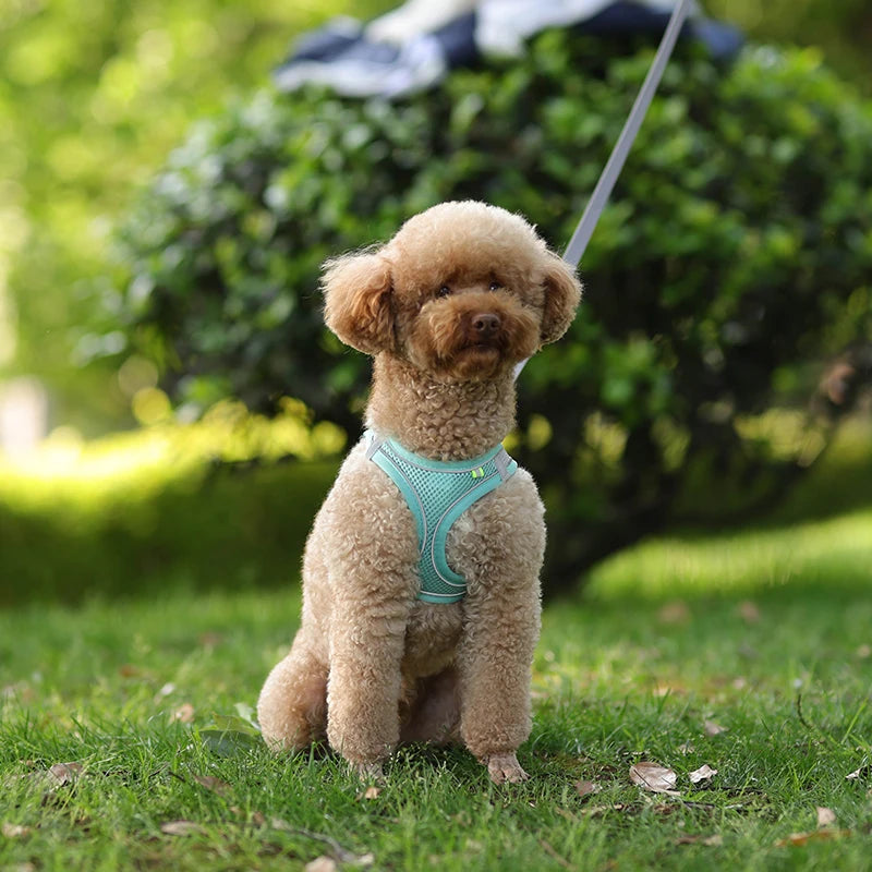 Harness and Leash Set for Small Pet