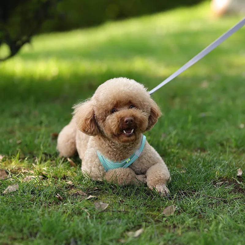 Harness and Leash Set for Small Pet