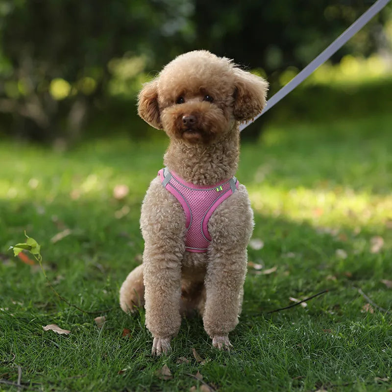 Harness and Leash Set for Small Pet